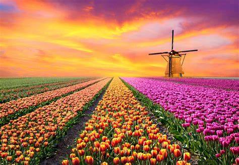 tulipanes holanda