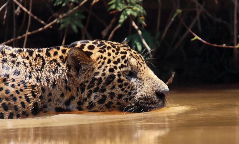 vida silvestre